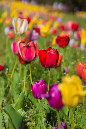 colorful field of spring flowers