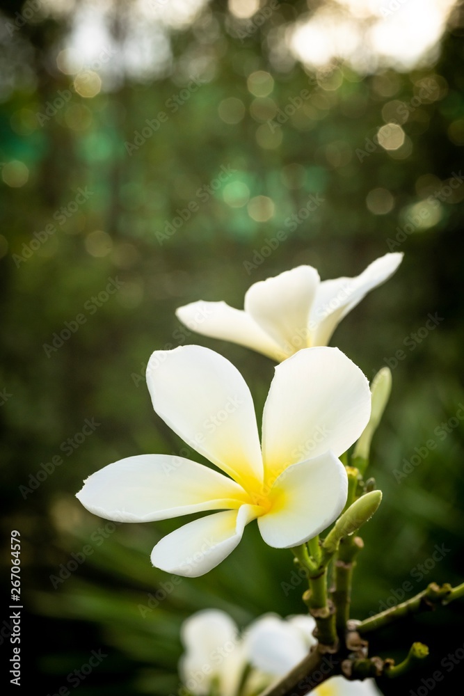 Obraz premium closed up macro shot of a beautiful white orchid 