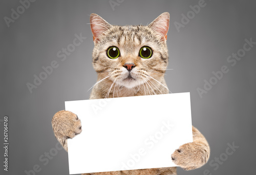 Portrait of a cat Scottish Straight with a banner in paws on a gray background
