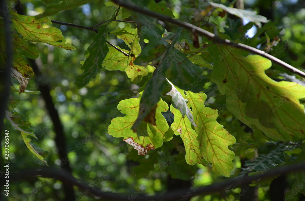 Obraz premium forest tree nature green path landscape spring