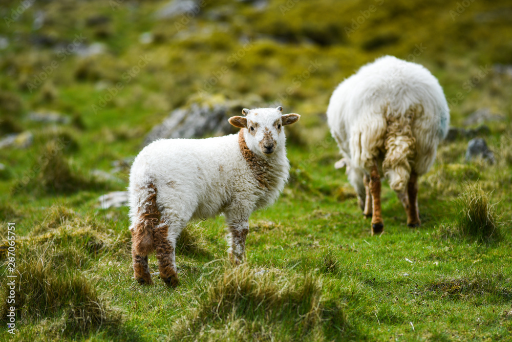A small lamb with mother grazing on the grass in England A small lamb with mother grazing on the grass in England