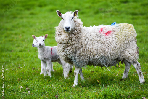 A small lamb with mother grazing on the grass in England