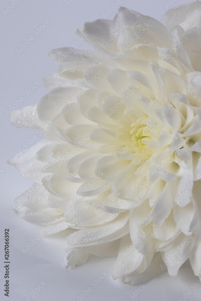 White Flower