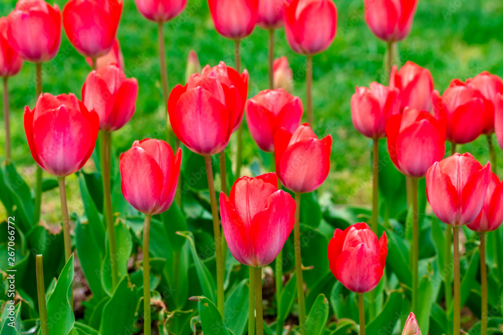 Colorful flower beds during the annual April tulip festival in Istanbul