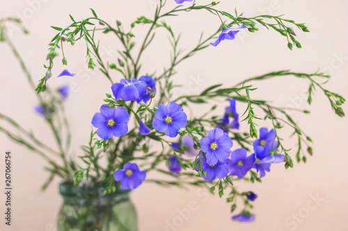 Fototapeta Naklejka Na Ścianę i Meble -  small blue flowers. flowering flax plant in a glass jar