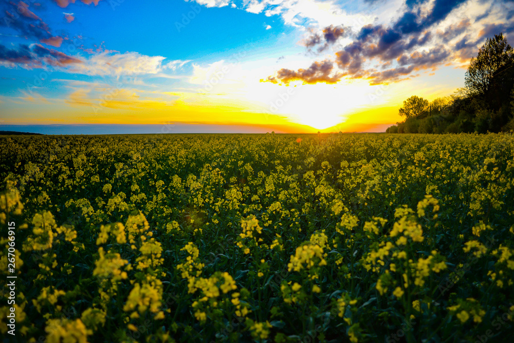 Obraz premium Beautiful rape field at sunset