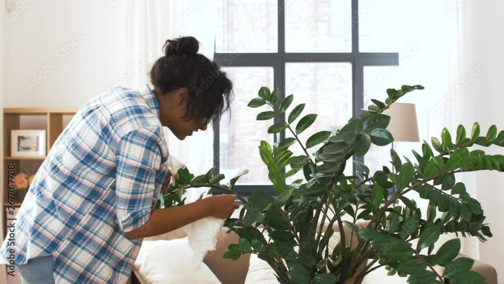 people, housework and care concept - happy african american woman or housewife with water sprayer cleaning houseplant leaves by tissue at home