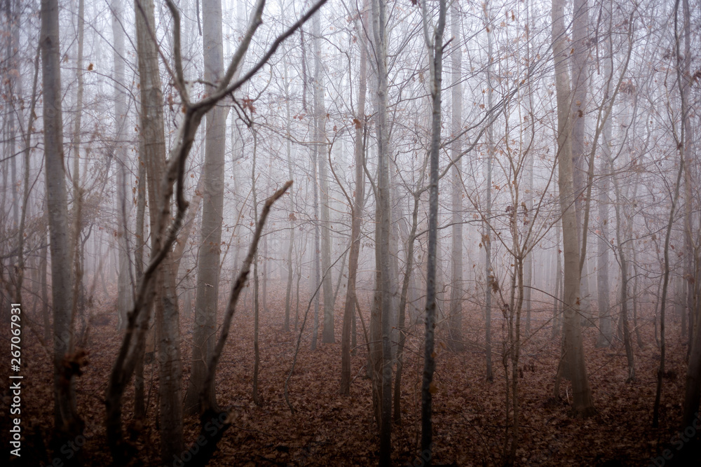 foggy forest foggy forest