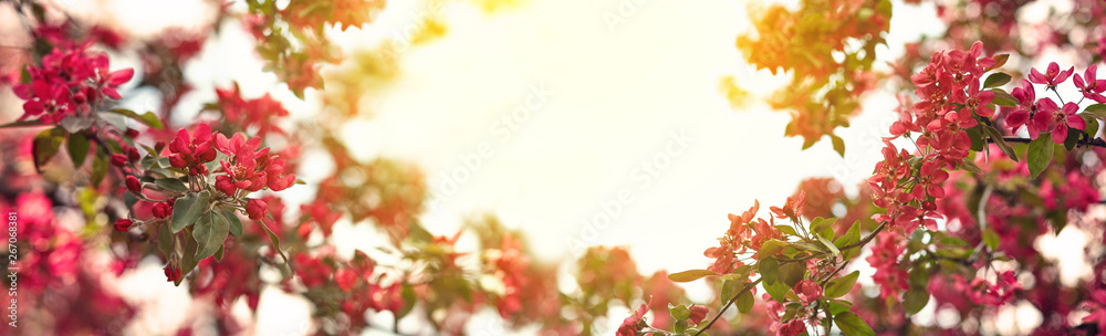 Blooming spring garden on a sunny day Blooming spring garden on a sunny day