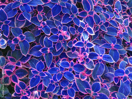 beautiful background of coleus leaves 