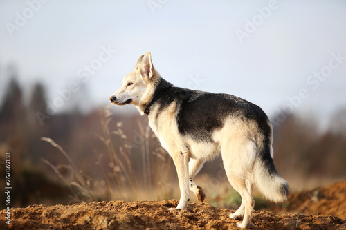 Front view at husky dog walking on a green meadow looking aside. Green trees and grass background.