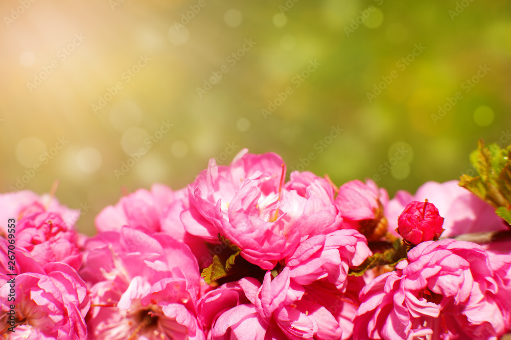 Pink sakura flowers on the background of the glare. Macro. Flowers of Japanese cherry in the spring during flowering. Sakura flowers in the sun. Spring design and decor. Pink sakura flowers on the background of the glare. Macro. Flowers of Japanese cherry in the spring during flowering. Sakura flowers in the sun. Spring design and decor.