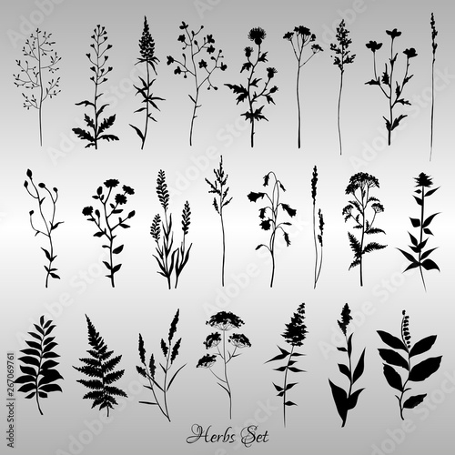 Big set of black silhouettes of meadow herbs on gray background. Wildflowers. Wild grass. Vector illustration.