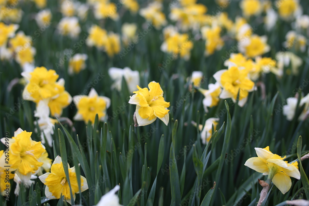 Close up of yellow blooming narcissus flowers Close up of yellow blooming narcissus flowers