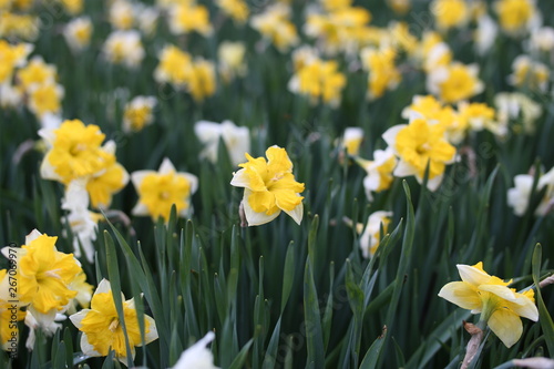 Close up of yellow blooming narcissus flowers