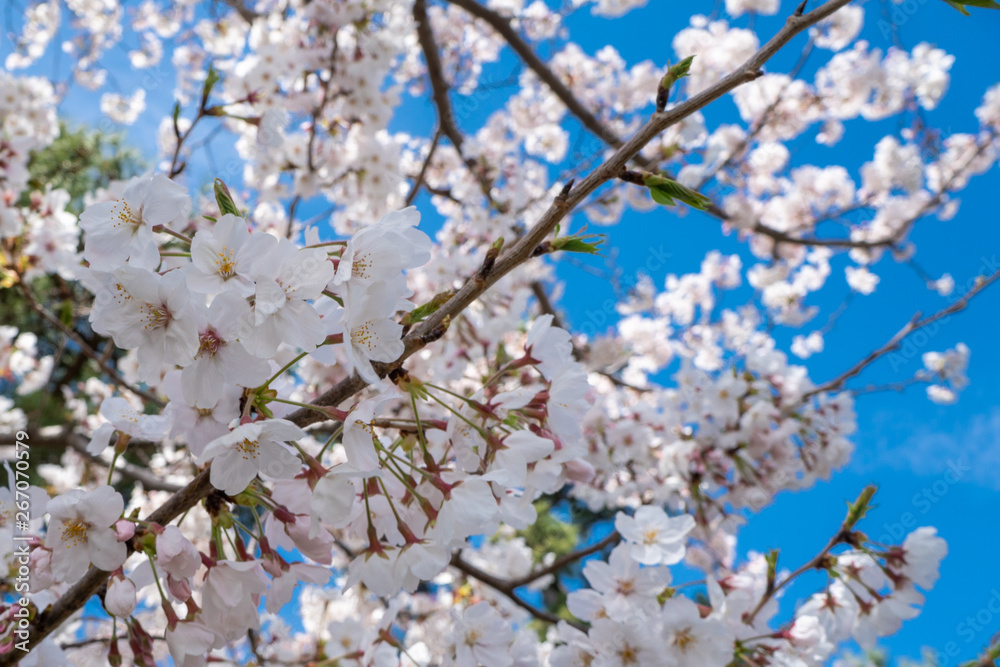 青空に咲く桜
