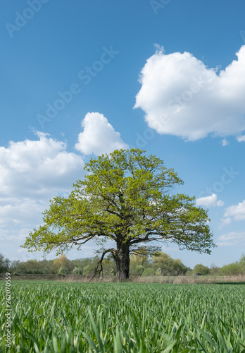 alone oak fresh haired, sunny spring day in the Latvia
