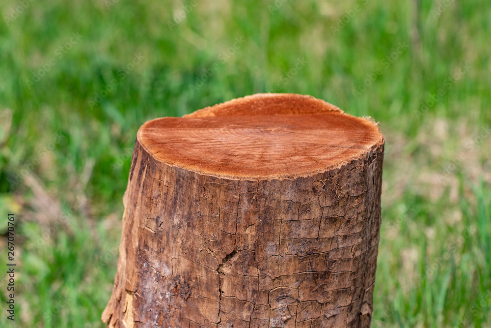 Tree stump in a bright and green coniferous forest Tree stump in a bright and green coniferous forest