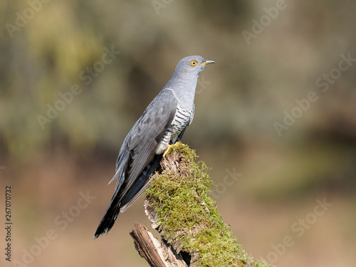 Common cuckoo, Cuculus canorus © Erni