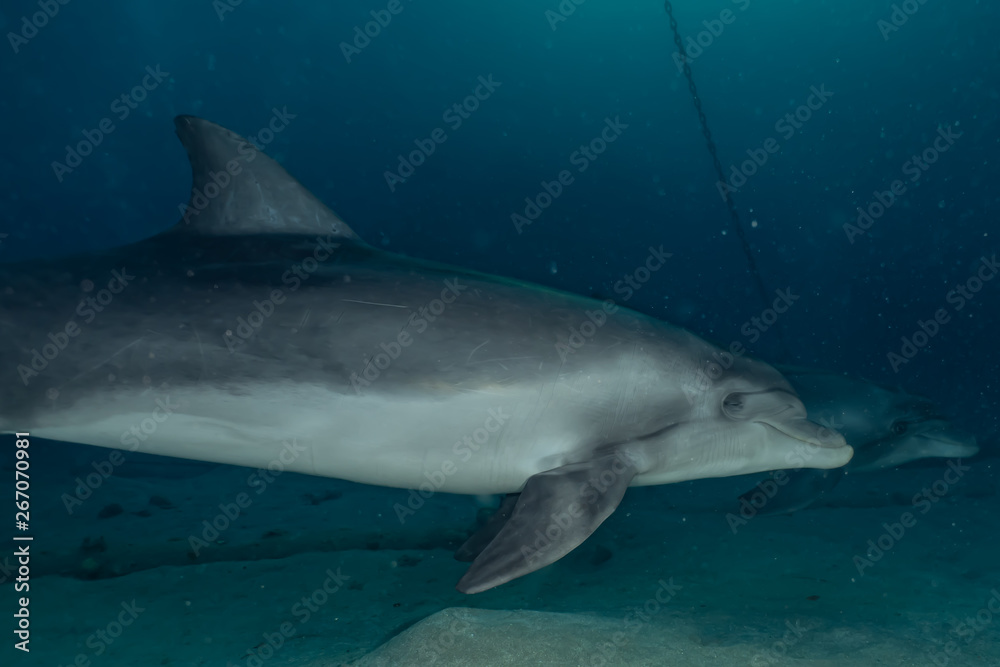 Fototapeta premium Dolphin swimming with divers in the Red Sea, Eilat Israel