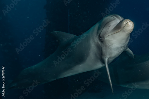 Dolphin swimming with divers in the Red Sea  Eilat Israel