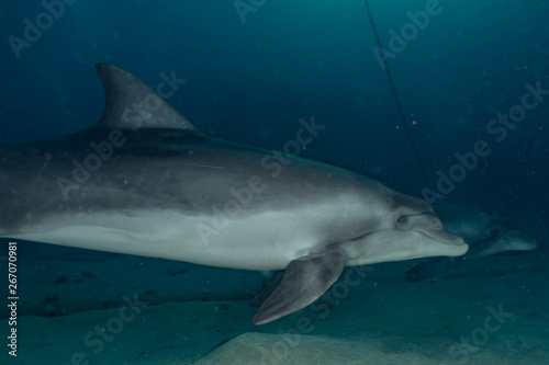 Dolphin swimming with divers in the Red Sea  Eilat Israel