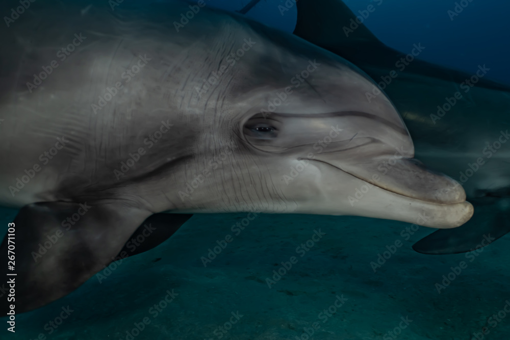 Fototapeta premium Dolphin swimming with divers in the Red Sea, Eilat Israel
