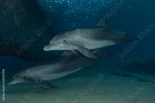 Dolphin swimming with divers in the Red Sea  Eilat Israel