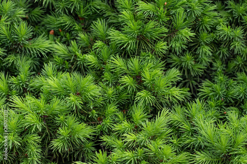 background green prickly branches of a fur-tree or pine