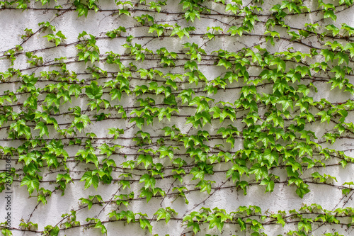 Green leaves.Green leaves wall texture. Summer background