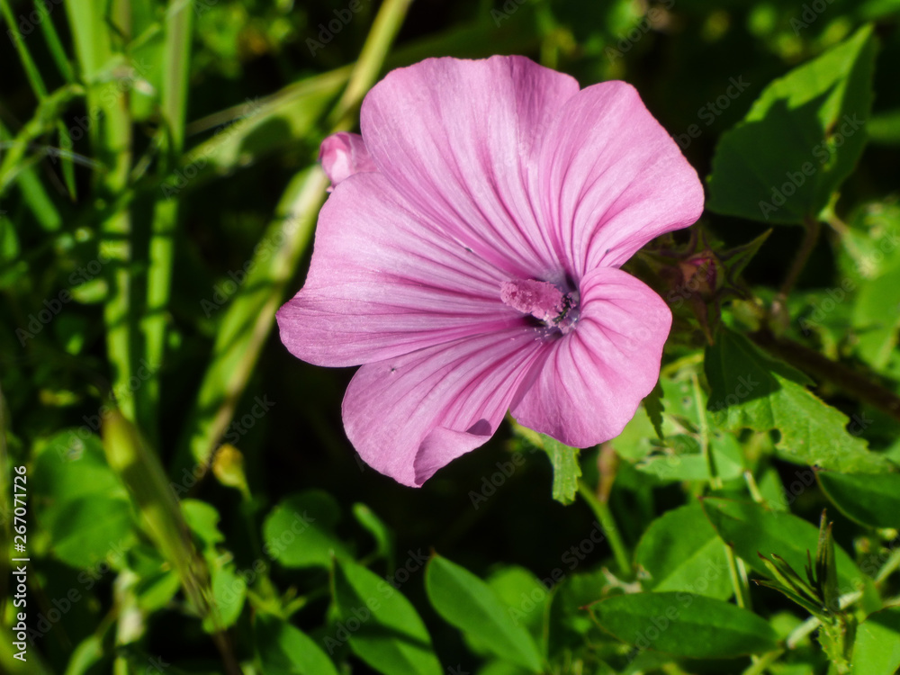 flower flower