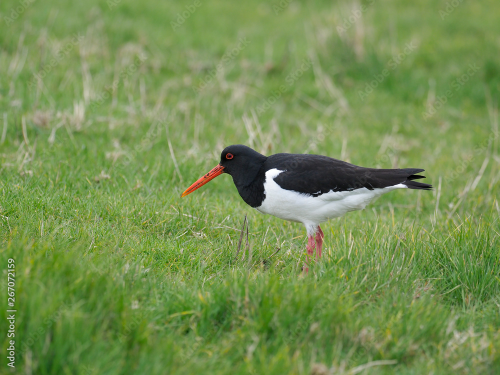 Oystercatcher, Haematopus ostralegus Oystercatcher, Haematopus ostralegus