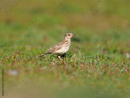 Woodlark, Lullula arborea