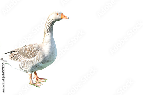 Goose gray on a white background. Space for text.