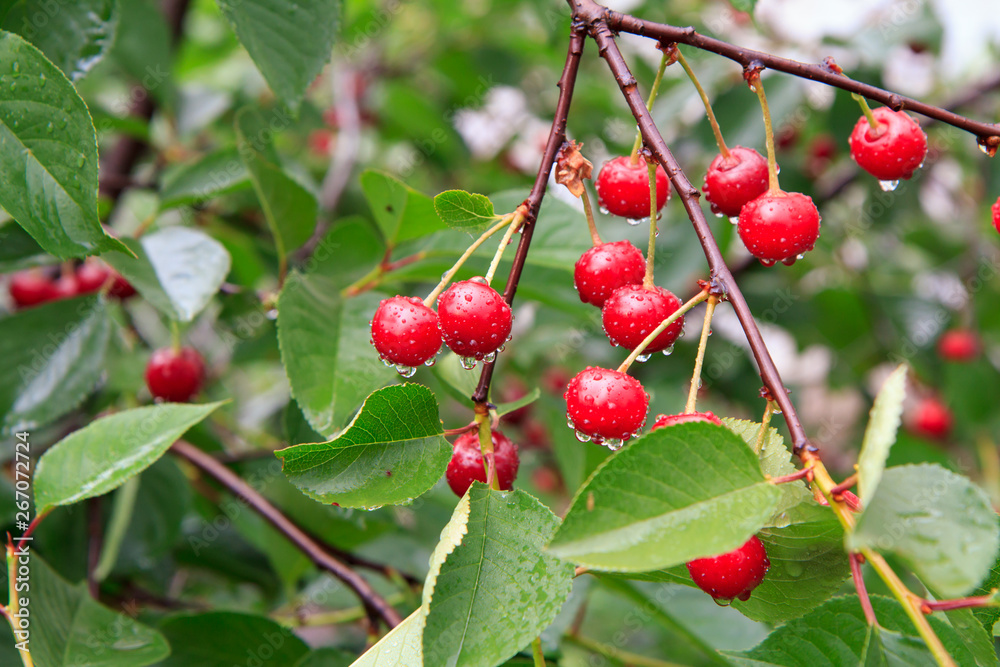 Fototapeta premium Red cherries on a tree against of green leaves with a blurred background.