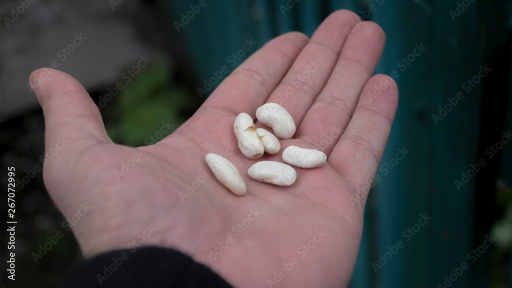 white beans on the palm white beans on the palm