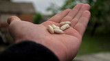 white beans on the palm