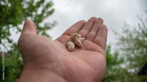 white beans on the palm
