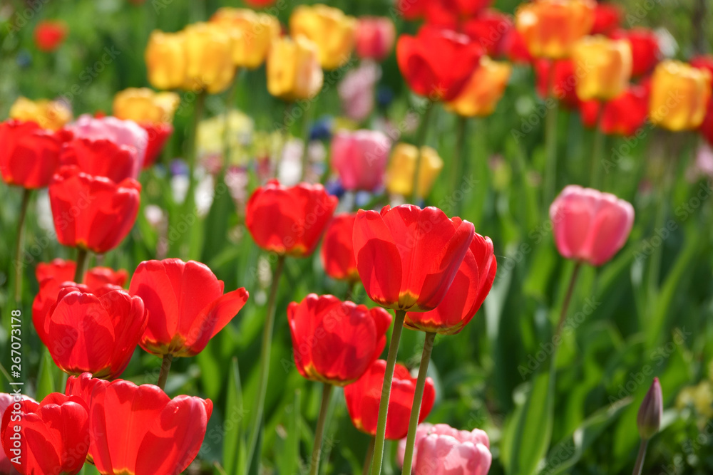 Beautiful yellow and red tulips in the rural Park. Garden flowers.Lots of green vegetation.