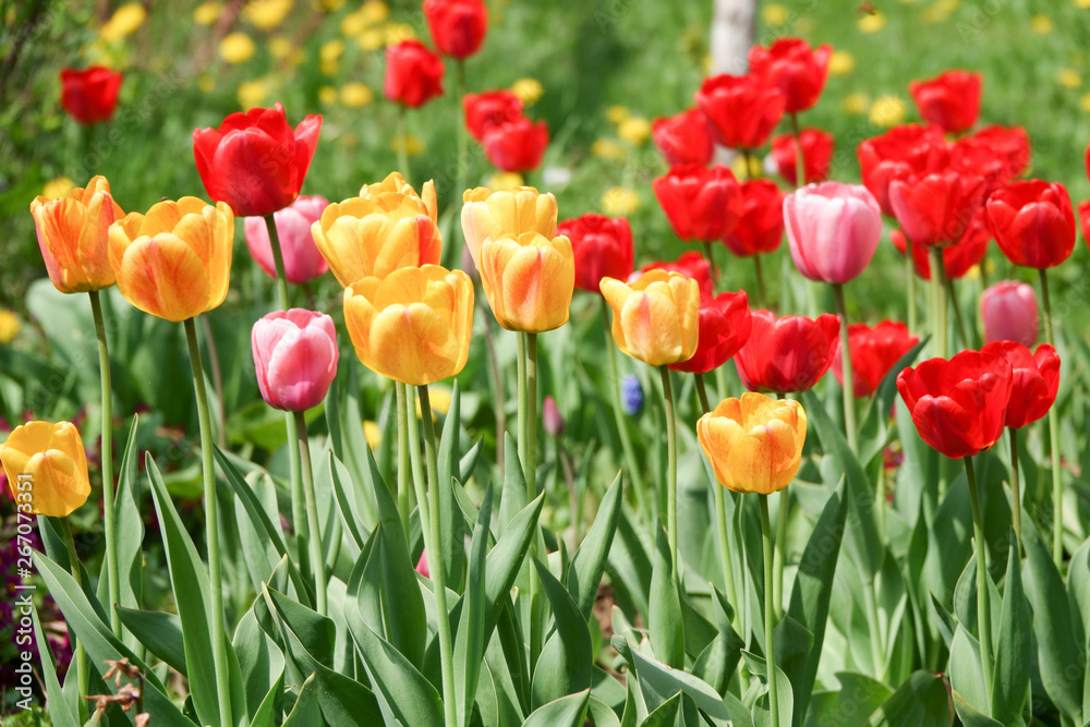 Beautiful yellow and red tulips in the rural Park. Garden flowers.Lots of green vegetation. Beautiful yellow and red tulips in the rural Park. Garden flowers.Lots of green vegetation.