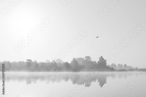 misty summer landscape. Morning fog, swamp lake and forest. Cenas tirelis, Latvia