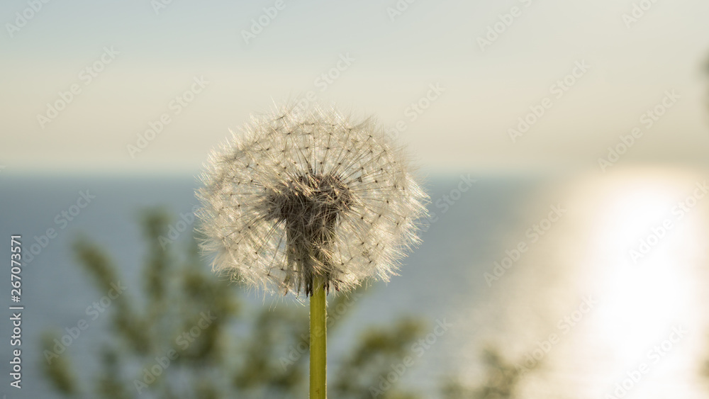 Obraz premium dandelion on the background of the sea