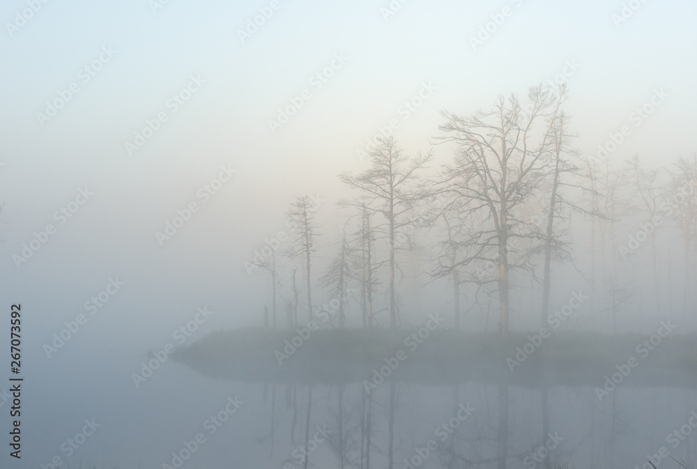 Fototapeta premium misty summer landscape. Morning fog, swamp lake and forest. Cenas tirelis, Latvia