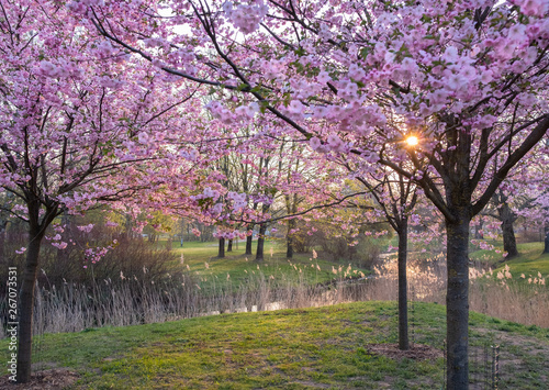 Japanese sakura blossom at Riga city park