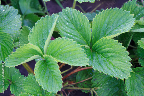 Wallpaper Mural Strawberry leaves with soil on the background. Torontodigital.ca