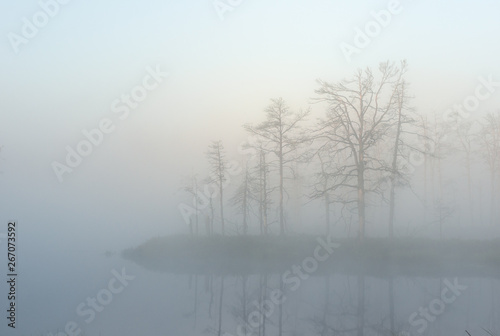 misty summer landscape. Morning fog, swamp lake and forest. Cenas tirelis, Latvia photo