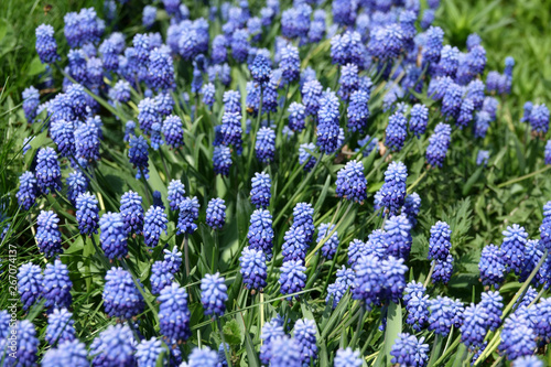 Common grape hyacinth Muscari botryoides in full bloom.