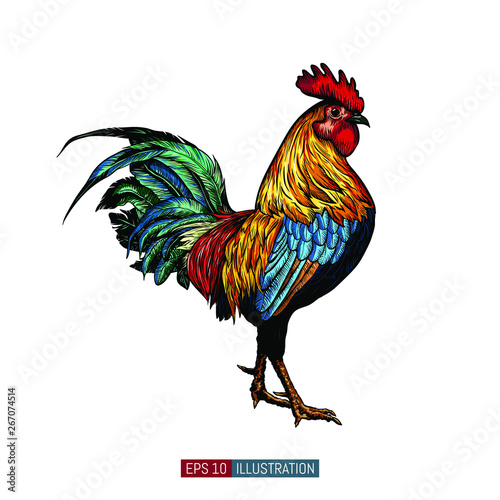 Hand drawn rooster isolated. Engraved style vector illustration. Template for your design works.