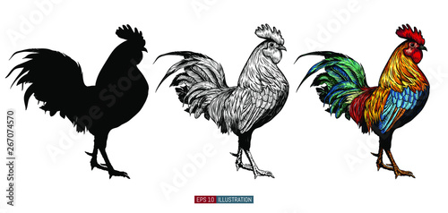 Obraz na plátně Hand drawn roosters set