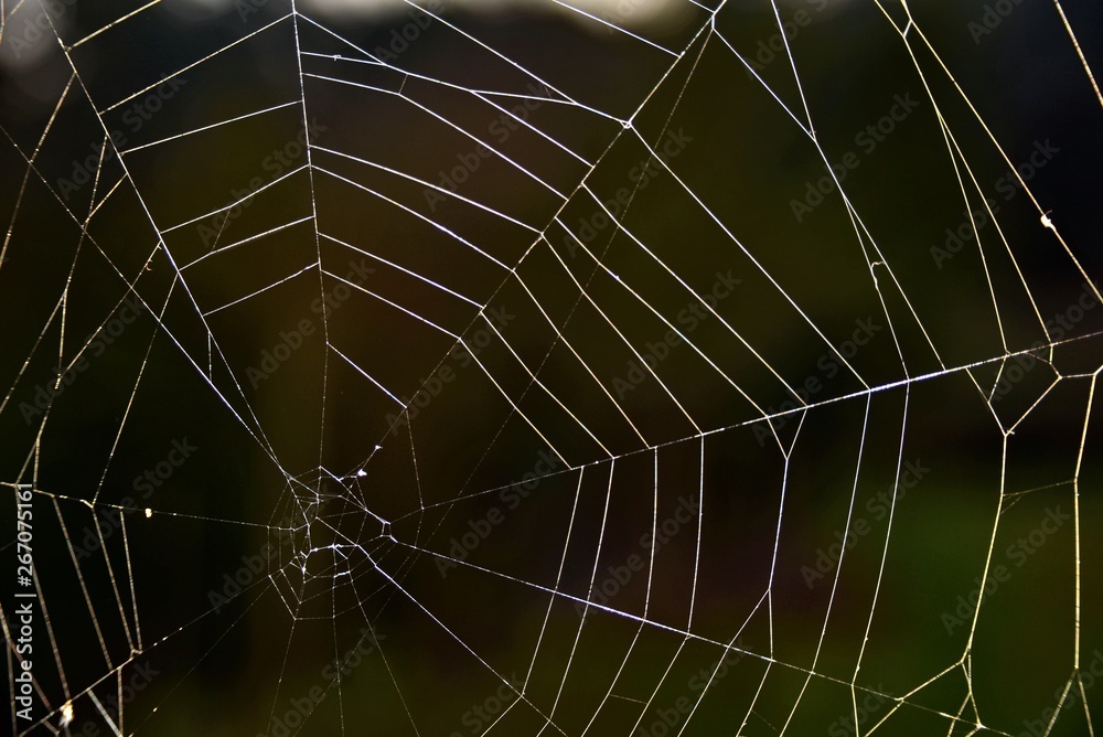 Spider web; Engineering work to observe carefully
